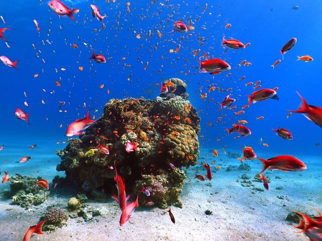 Hurghada Deniz Kum Güneş Rotası (THY İle 4 Gece)