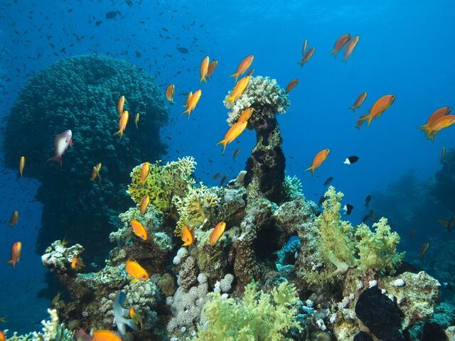 Ankara Hareketli Sharm El Sheikh Turu Pegasus Hava Yolları İle 4 Gece 6 Gün