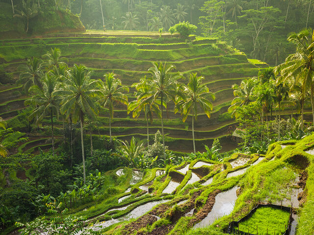 Elegant Ubud & Bali Turu Türk Hava Yolları İle 5 Gece (Ekstra Turlar Dahil)