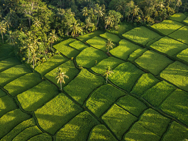 Elegant Bali Turu Türk Hava Yolları İle 5 Gece (Ekstra Turlar Dahil)
