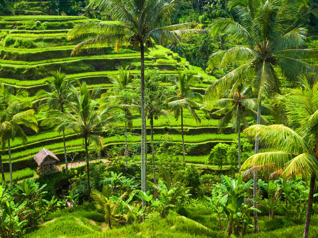 Elegant Bali Turu Türk Hava Yolları İle 5 Gece (Ekstra Turlar Dahil)